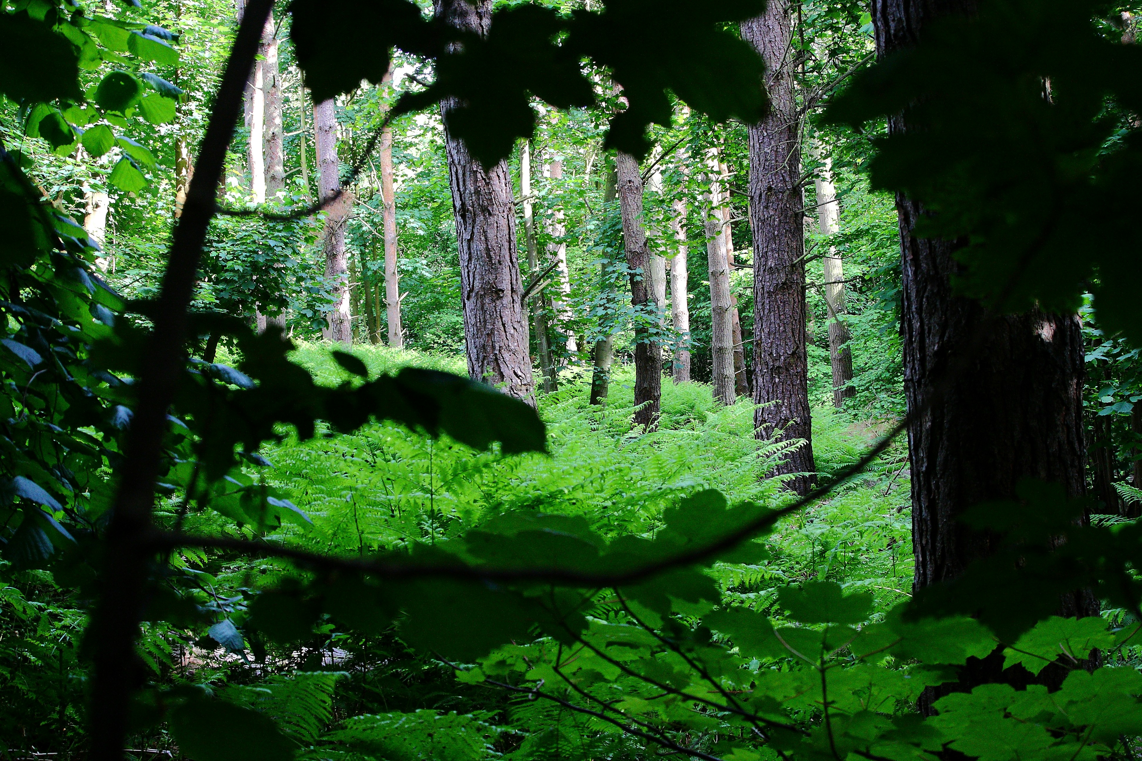 Clairière paisible dans une forêt au petit matin, lumière douce entre les arbres